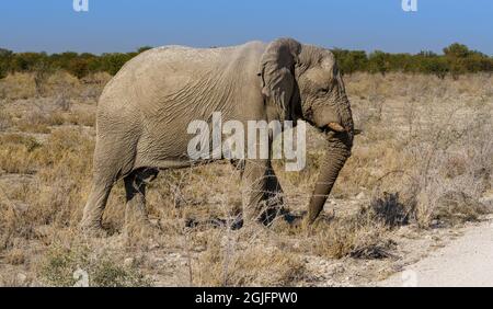 Afrikanische Elefanten weiden das Wüstenbusch und die Büsche im Norden Namibias Stockfoto