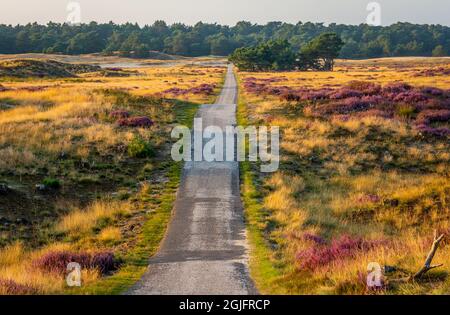 Landschaft des niederländischen Nationalparks De Hoge Veluwe mit dem Radweg und der blühenden Heide bei Sonnenuntergang Stockfoto