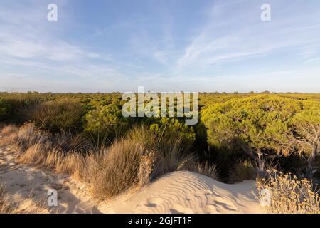 „Doñana“ ist ein spanisches Naturschutzgebiet in den Provinzen Huelva, Sevilla und Cádáz, Andalusien, Stockfoto