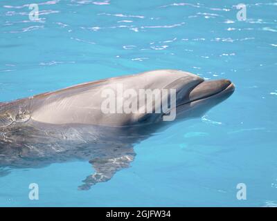 Delfin in blauem Wasser in der Nähe Stockfoto
