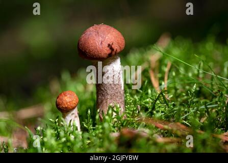 Steinpilze wachsen im Moos im Wald. Schöne Pflanzen der Herbstsaison. Essbare leccinumpilze, Rohkost. Vegetarische natürliche Mahlzeit Stockfoto