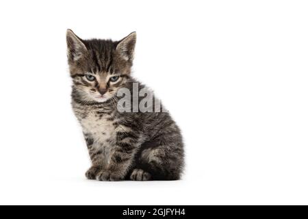 Böse kleine Katze auf weißem Hintergrund Stockfoto