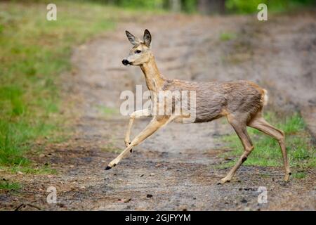 Europäische Rehe (Capreolus Capreolus) Stockfoto