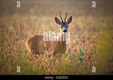 Europäische Rehe (Capreolus Capreolus) Stockfoto