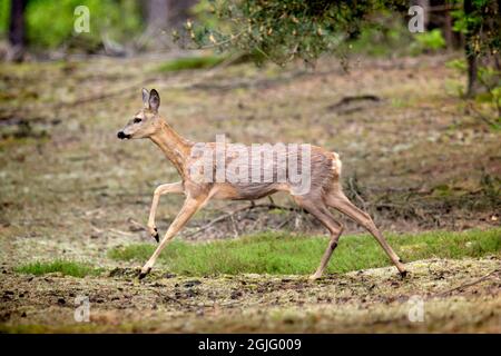 Europäische Rehe (Capreolus Capreolus) Stockfoto