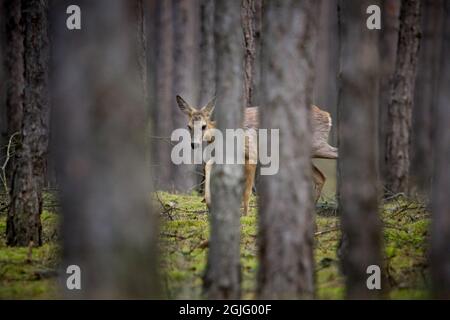 Europäische Rehe (Capreolus Capreolus) Stockfoto