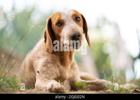 Junger brauner und weißer Hund. Außenportrait Stockfoto