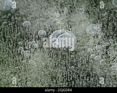 Bubble Art - Abstraktes Eismuster, das von der Natur in gefrorener Hochland-Pfütze im Winter mit Luftströmen geschaffen wurde, die in der Zeit eingefangen wurden - Cumbria, England, UK Stockfoto