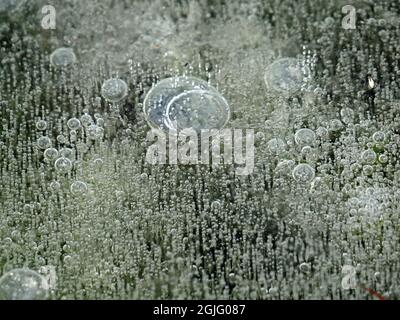 Bubble Art - Abstraktes Eismuster, das von der Natur in gefrorener Hochland-Pfütze im Winter mit Luftströmen geschaffen wurde, die in der Zeit eingefangen wurden - Cumbria, England, UK Stockfoto