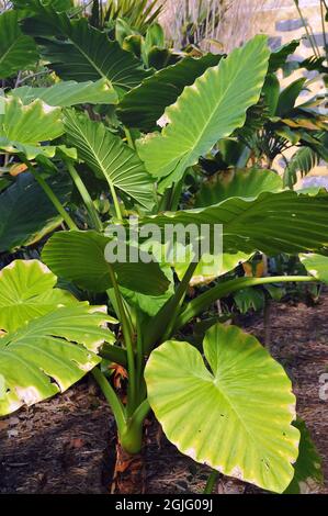 Nach Nacht duftende Lilie, asiatisches Taro oder riesiges aufrechtes Elefantenohr, Alocasia odora, Alokázia, Asien Stockfoto