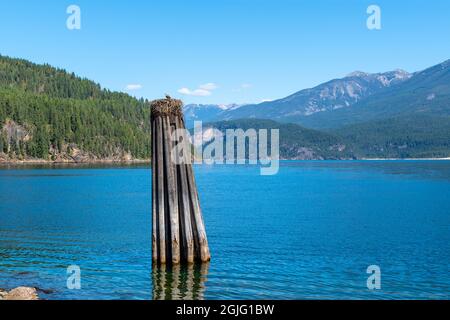 Ein Fischadler-Vogel bewacht ihr Nest auf einem hölzernen Mast am Kootenay Lake in Kaslo Bay, Kaslo BC Kanada. Stockfoto