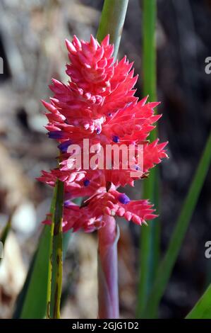 Brasilianische Vasepflanze oder Vasenpflanze, Aechmea destichantha var. schlumbergeri, lándzsarózsa, Amerika Stockfoto