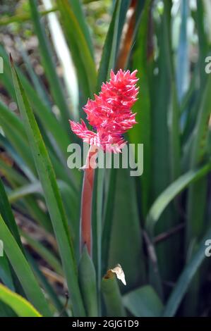 Brasilianische Vasepflanze oder Vasenpflanze, Aechmea destichantha var. schlumbergeri, lándzsarózsa, Amerika Stockfoto