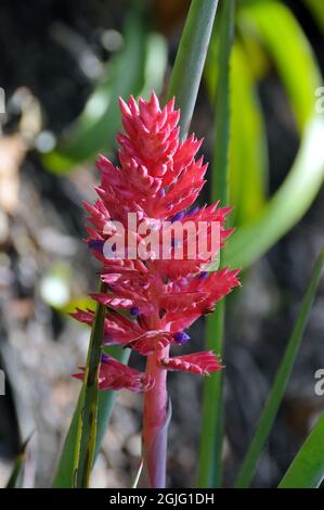 Brasilianische Vasepflanze oder Vasenpflanze, Aechmea destichantha var. schlumbergeri, lándzsarózsa, Amerika Stockfoto