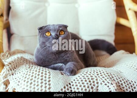 Graue schottische Faltenkatze auf einem Stuhl sitzend Stockfoto