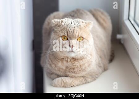 Nette schottische Falte Katze zu Hause entspannen, Porträt Stockfoto