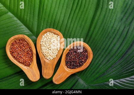 Weiße, schwarze und rote Quinoa-Samen in Holzlöffeln - Chenopodium Quinoa Stockfoto