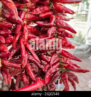 Rote süße Chilischote ungarischer Paprika zum Trocknen nach der Ernte aufgehängt Stockfoto