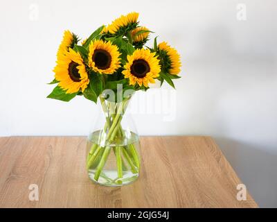 Vase mit leuchtend gelben Sonnenblumen (Helianthus) auf einem Tisch Stockfoto