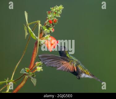 Schwarzbauchhummingbird (Pherusa nigriventris) nectaring, Costa Rica Stockfoto
