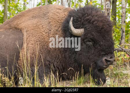 Large Male Plains Bison, Elk Island National Park, Alberta, Kanada Stockfoto