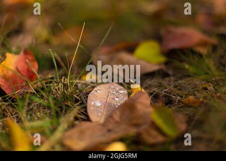 Herbstfarben. Abgefallene Blätter verschiedener Farben auf dem Gras im Park. Stockfoto