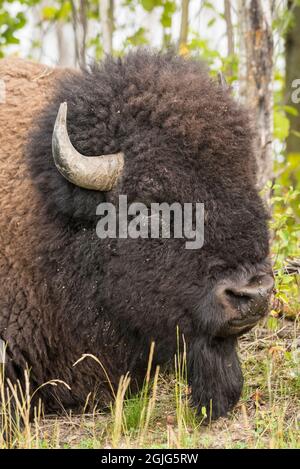 Large Male Plains Bison, Elk Island National Park, Alberta, Kanada Stockfoto