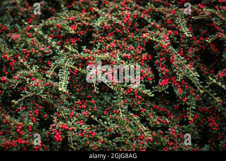 Cotoneaster Busch mit roten Beeren und grünen Blättern. Roter und grüner Texturhintergrund. Ideal für Weihnachtsdekorationen Stockfoto