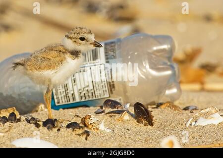 Am Breezy Point Beach in Brooklyn, New York City, verrohrt das Küken und die ausrangierte Plastikflasche Stockfoto