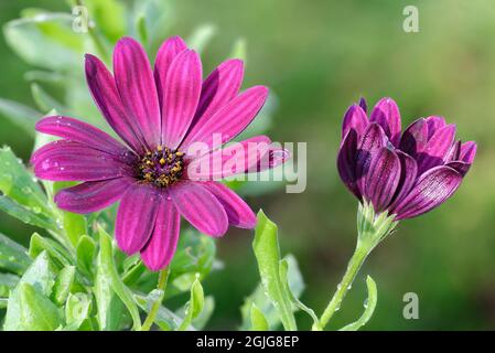 African Daisy - Osteospermum Tresco Purple mit Wassertropfen Stockfoto