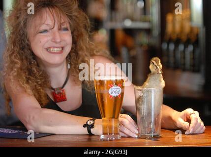 RODNEY, DIE ENTE, MAG NICHTS BESSERES, ALS SICH MIT DER VERMIETERIN BARBARA SMITH IM SWISS COTTAGE PUB, SHOREHAM, WEST SUSSEX, AN DER BAR ZU ENTSPANNEN. PIC MIKE WALKER, 2009 Stockfoto