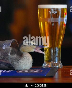 RODNEY, DER ENTLEIN, MAG NICHTS BESSERES, ALS SICH AN DER BAR IM SWISS COTTAGE PUB, SHOREHAM, WEST SUSSEX, ZU ENTSPANNEN. PIC MIKE WALKER, 2009 Stockfoto