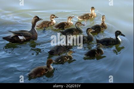 MUTTER ENTE UND ENTEN AUF DEM TEICH IM SCHWEIZER COTTAGE PUB IN SHOREHAM, WEST SUSSEX. PIC MIKE WALKER, 2009 Stockfoto