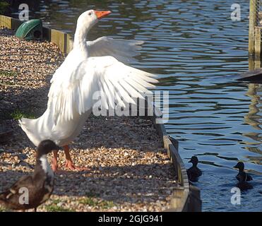 CAPTAIN JACK, DIE GANS, DIE DIE ENTLEIN BEWACHT, UND DIE KNEIPE IM SCHWEIZER COTTAGE PUB SHOREHAM, WEST SUSSEX. PIC MIKE WALKER, 2009 Stockfoto