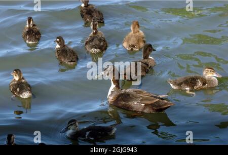 MUTTER ENTE UND ENTEN AUF DEM TEICH IM SCHWEIZER COTTAGE PUB IN SHOREHAM, WEST SUSSEX. PIC MIKE WALKER, 2009 Stockfoto