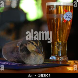 RODNEY, DER ENTLEIN, MAG NICHTS BESSERES, ALS SICH AN DER BAR IM SWISS COTTAGE PUB, SHOREHAM, WEST SUSSEX, ZU ENTSPANNEN. PIC MIKE WALKER, 2009 Stockfoto