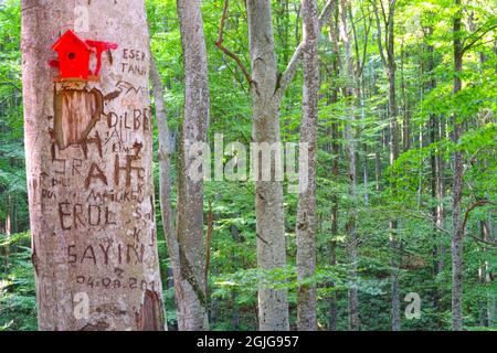 Handgemachtes Vogelhaus aus Holz im Wald Stockfoto