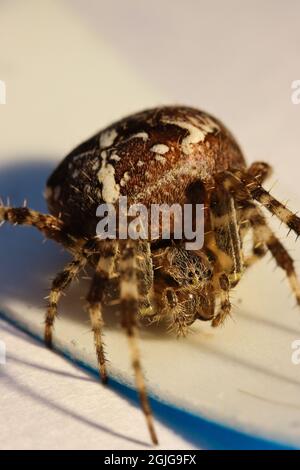 Europäische Gartenspinne: Araneus diadematus Stockfoto
