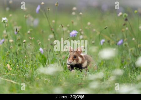 Europäischer Hamster auf der Wiese. Hamster im Gras. Europäische Tierwelt. Niedliche Tiere während der Sommersaison. Stockfoto