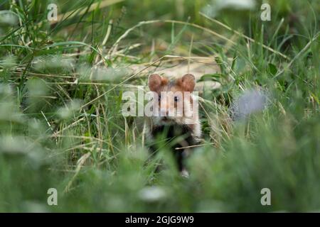 Europäischer Hamster auf der Wiese. Hamster im Gras. Europäische Tierwelt. Niedliche Tiere während der Sommersaison. Stockfoto