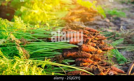 An einem sonnigen Tag liegt ein Haufen frisch gepflückter Karotten auf dem Feld. Geerntetes Bio-Gemüse. Landwirtschaft und Landwirtschaft. Saisonarbeit. Selektiver FOC Stockfoto