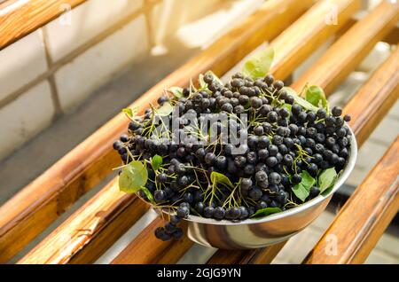 Frisch geerntete Apfelbeere auf einem Teller. Aronia ist eine Gattung von Laubsträuchern. Apfelbeeren. Selektiver Fokus Stockfoto