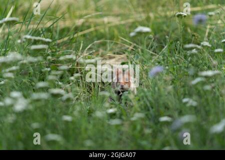 Europäischer Hamster auf der Wiese. Hamster im Gras. Europäische Tierwelt. Niedliche Tiere während der Sommersaison. Stockfoto