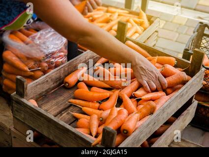 Der Bauer packt die frischen Karotten zum Verkauf in Beutel. Frisch geerntete Karotte. Ernte von Bio-Gemüse. Landwirtschaft und Landwirtschaft. Auswahl Stockfoto