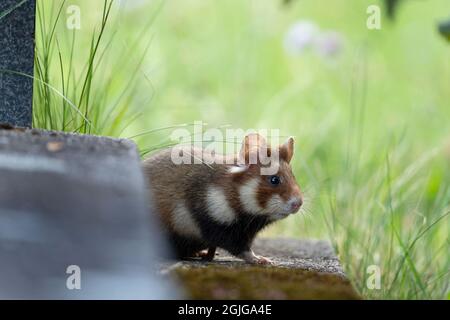 Europäischer Hamster auf der Wiese. Hamster im Gras. Europäische Tierwelt. Niedliche Tiere während der Sommersaison. Stockfoto