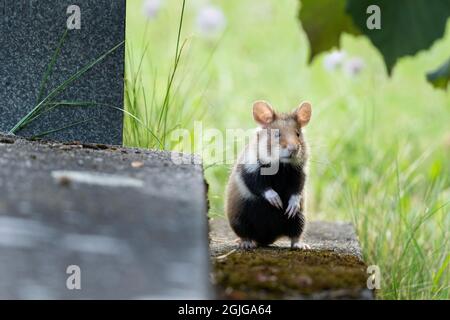 Europäischer Hamster auf der Wiese. Hamster im Gras. Europäische Tierwelt. Niedliche Tiere während der Sommersaison. Stockfoto