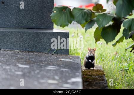 Europäischer Hamster auf der Wiese. Hamster im Gras. Europäische Tierwelt. Niedliche Tiere während der Sommersaison. Stockfoto