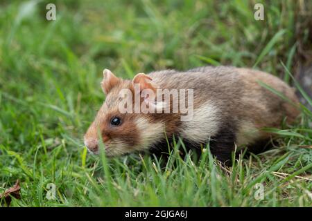 Europäischer Hamster auf der Wiese. Hamster im Gras. Europäische Tierwelt. Niedliche Tiere während der Sommersaison. Stockfoto