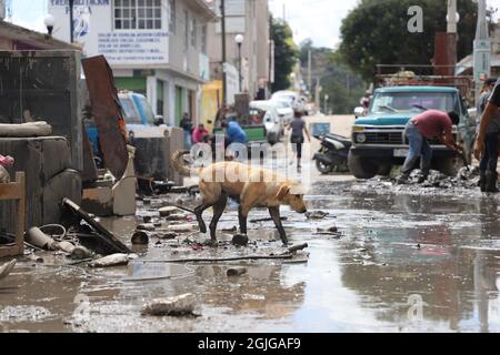 Tula, Mexiko. September 2021. Ein Hund geht nach den Überschwemmungen über eine Straße voller Schlamm. Nach heftigen Regenfällen platzen drei Flüsse an ihren Ufern in der Region. In Tula war das Wasser so hoch, dass die Rettungseinsätze im Krankenhaus mit kleinen Booten durchgeführt werden mussten. Kredit: Blanca Gutierrez/dpa/Alamy Live Nachrichten Stockfoto