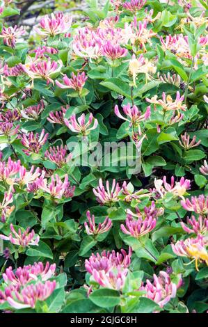 Wild Honeysuckle Lonicera periclymenum Holzfäller mit vielen Blumen EIN Laub mehrjährige Kletterer, die im Sommer blüht und ist voll winterhart Stockfoto